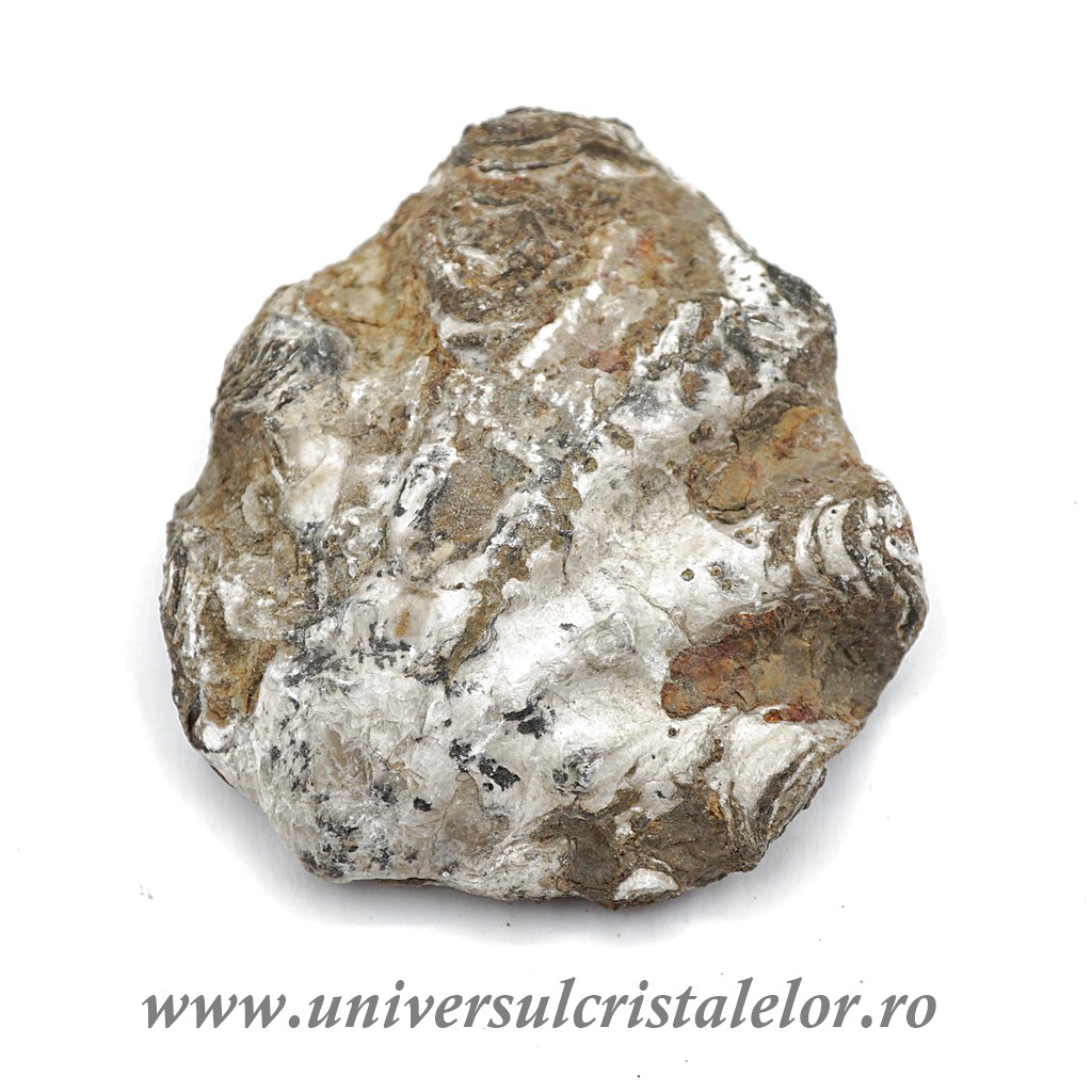 Ostreea