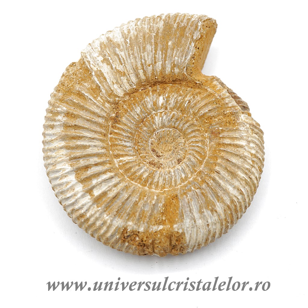 Fosile Amonit perisphinctes