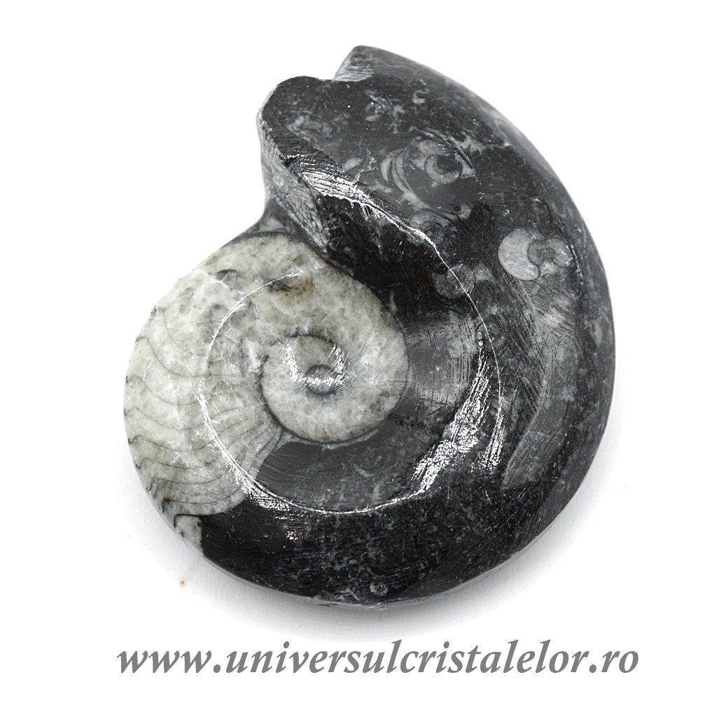 Amonit orthoceras