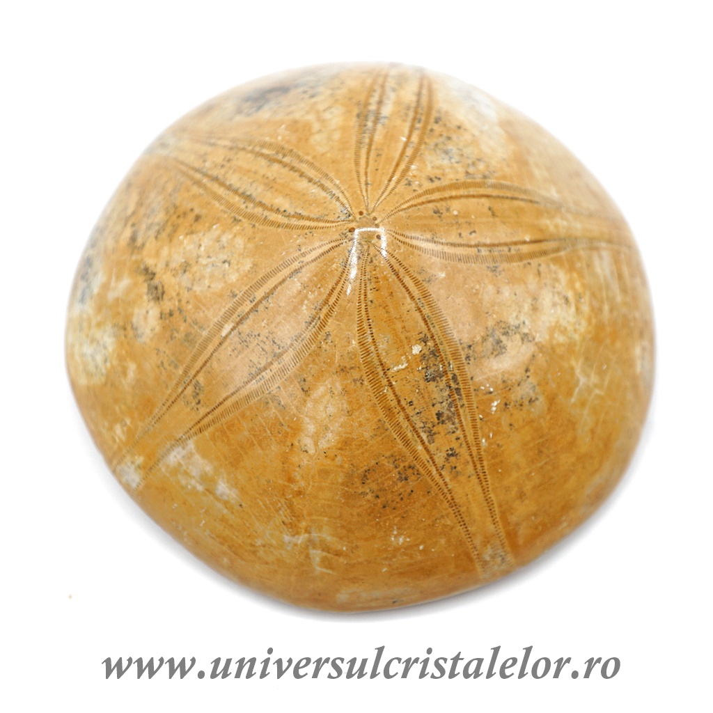 Beach & Sand Toys Arici de mare
