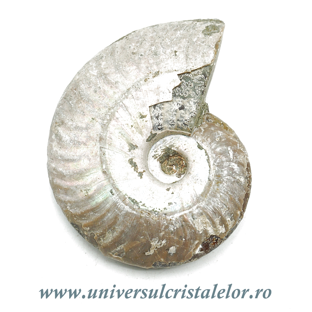 transformator 220/110 Amonit cleoniceras