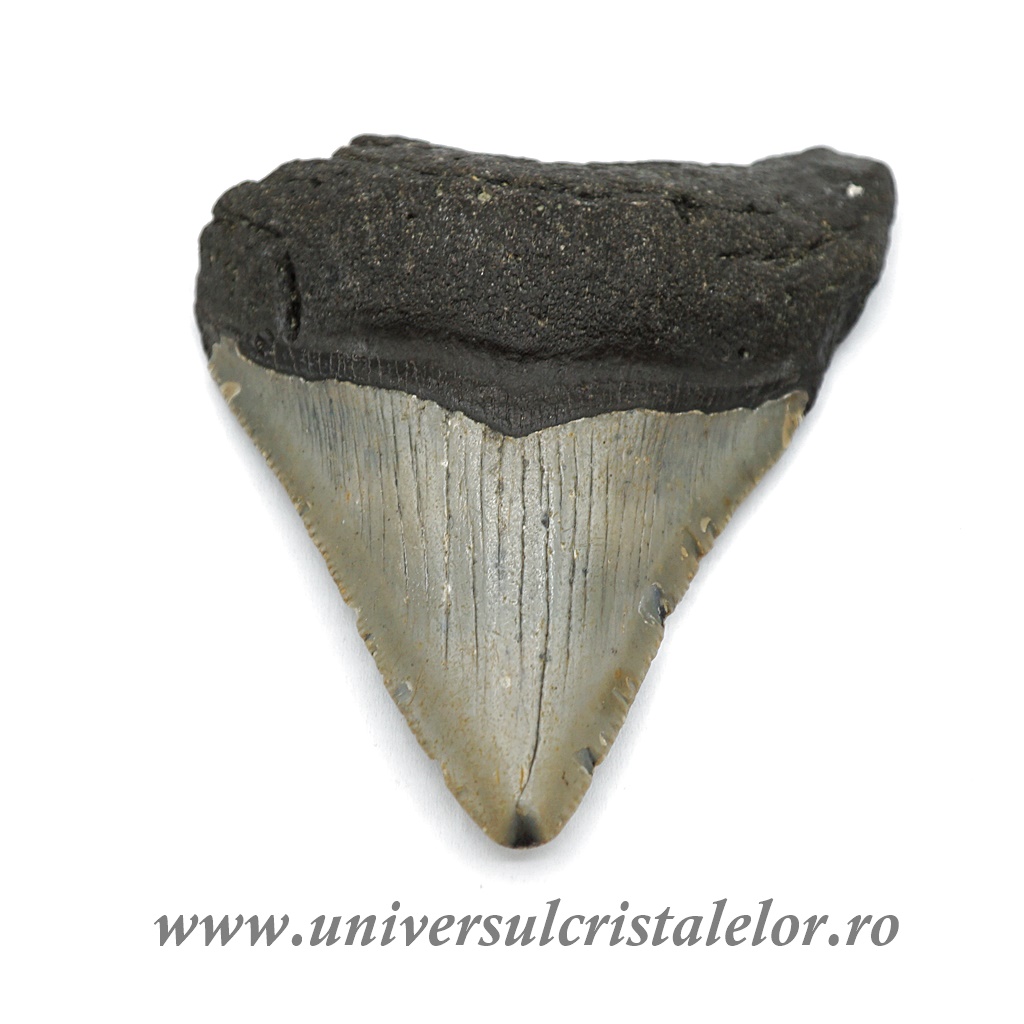 Fosile Dinte Megalodon