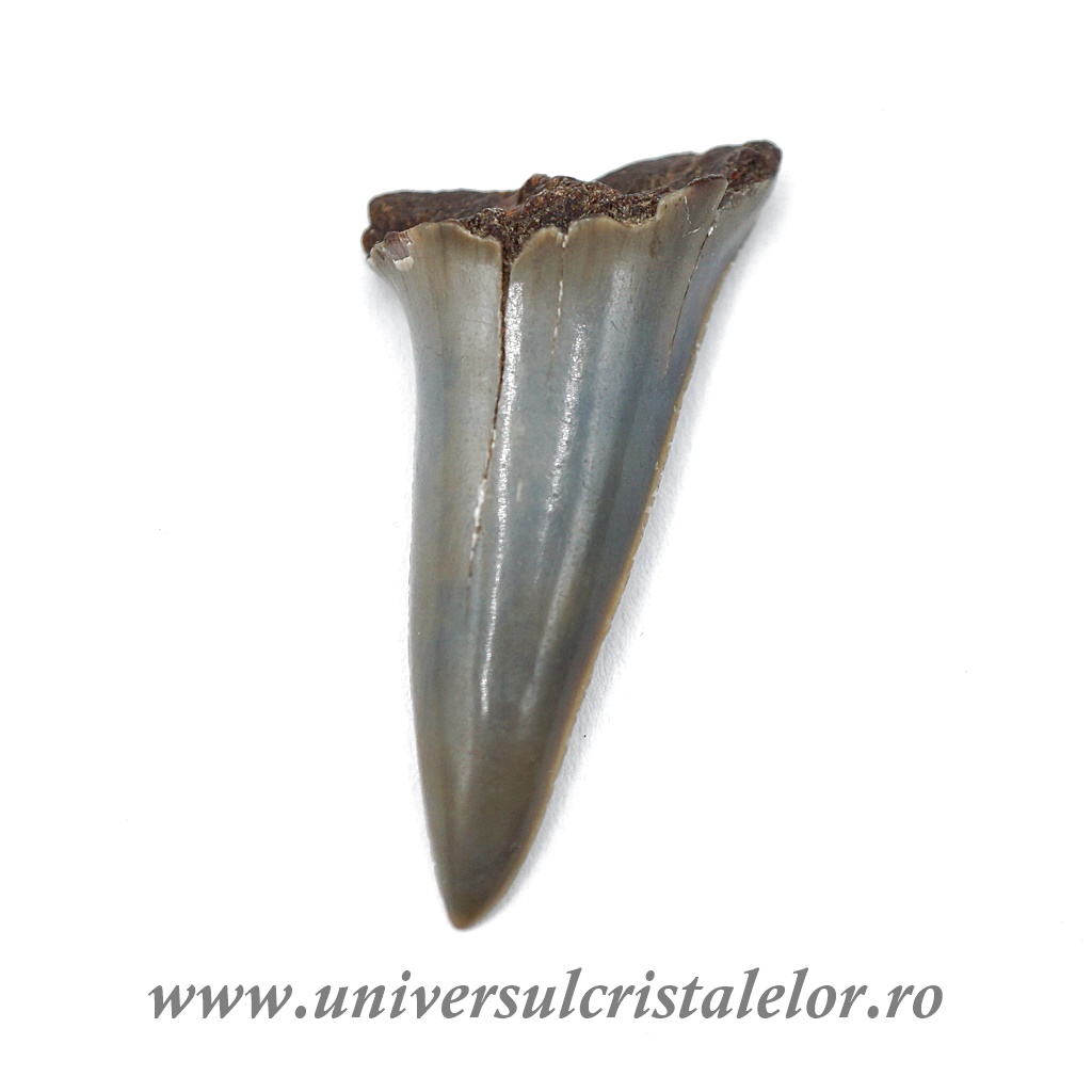 Collectibles Dinte Megalodon