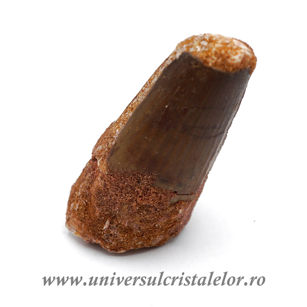 carnivor mass Dinte Spinosaurus