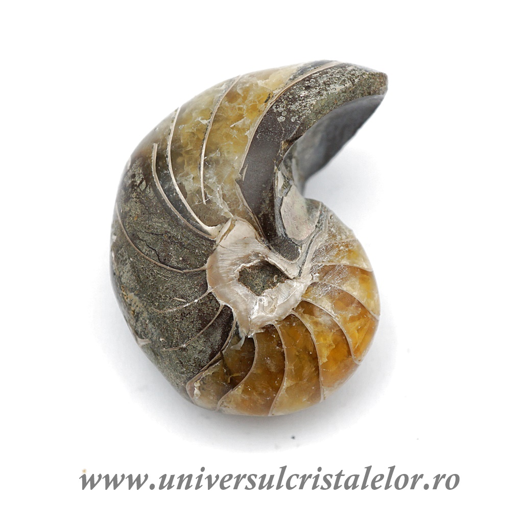 Rings Nautilus