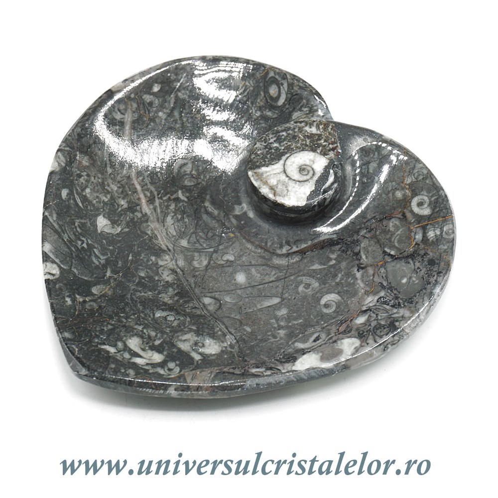 Orthoceras bol inima