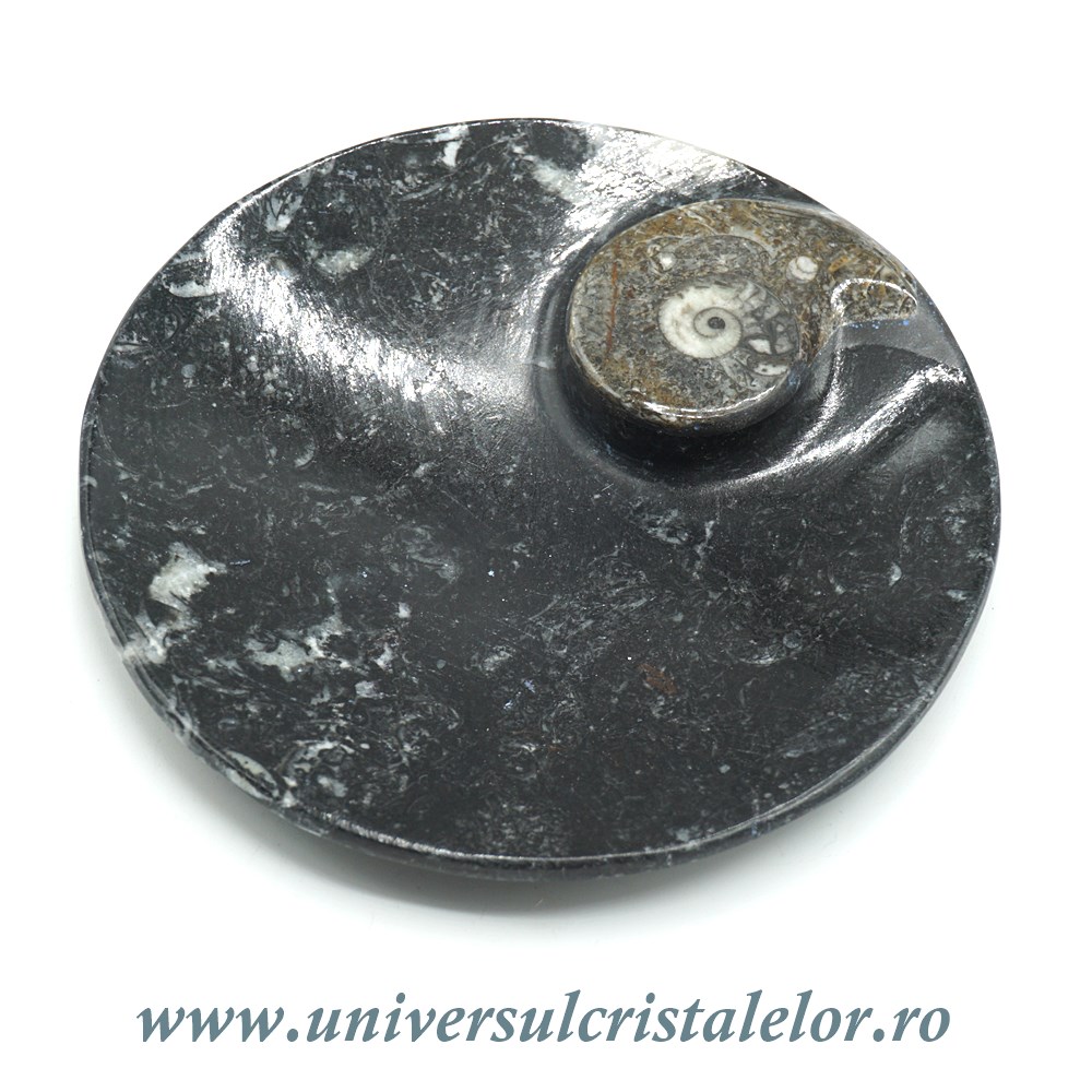 Orthoceras bol rotund