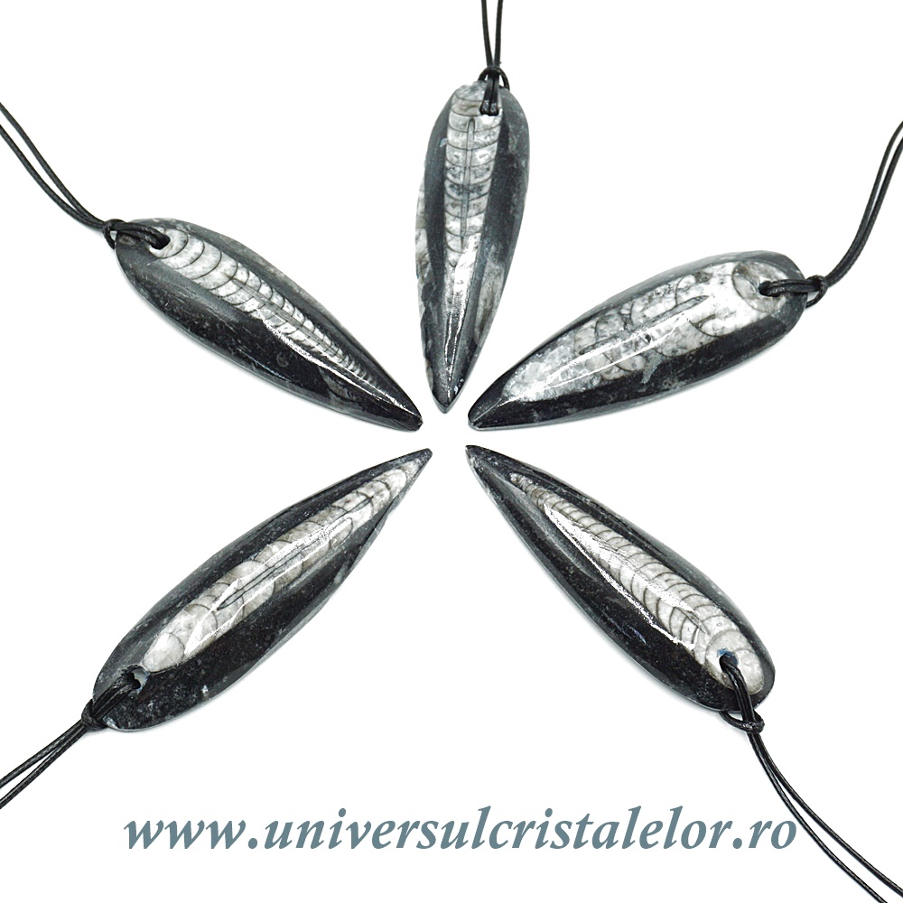 Pandantiv orthoceras