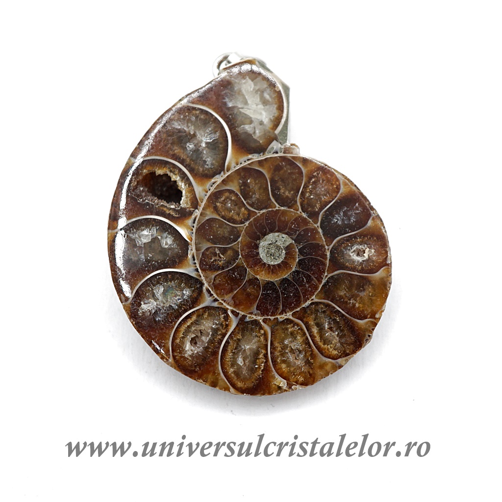 Charms & Pendants Pandantiv amonit cleoniceras