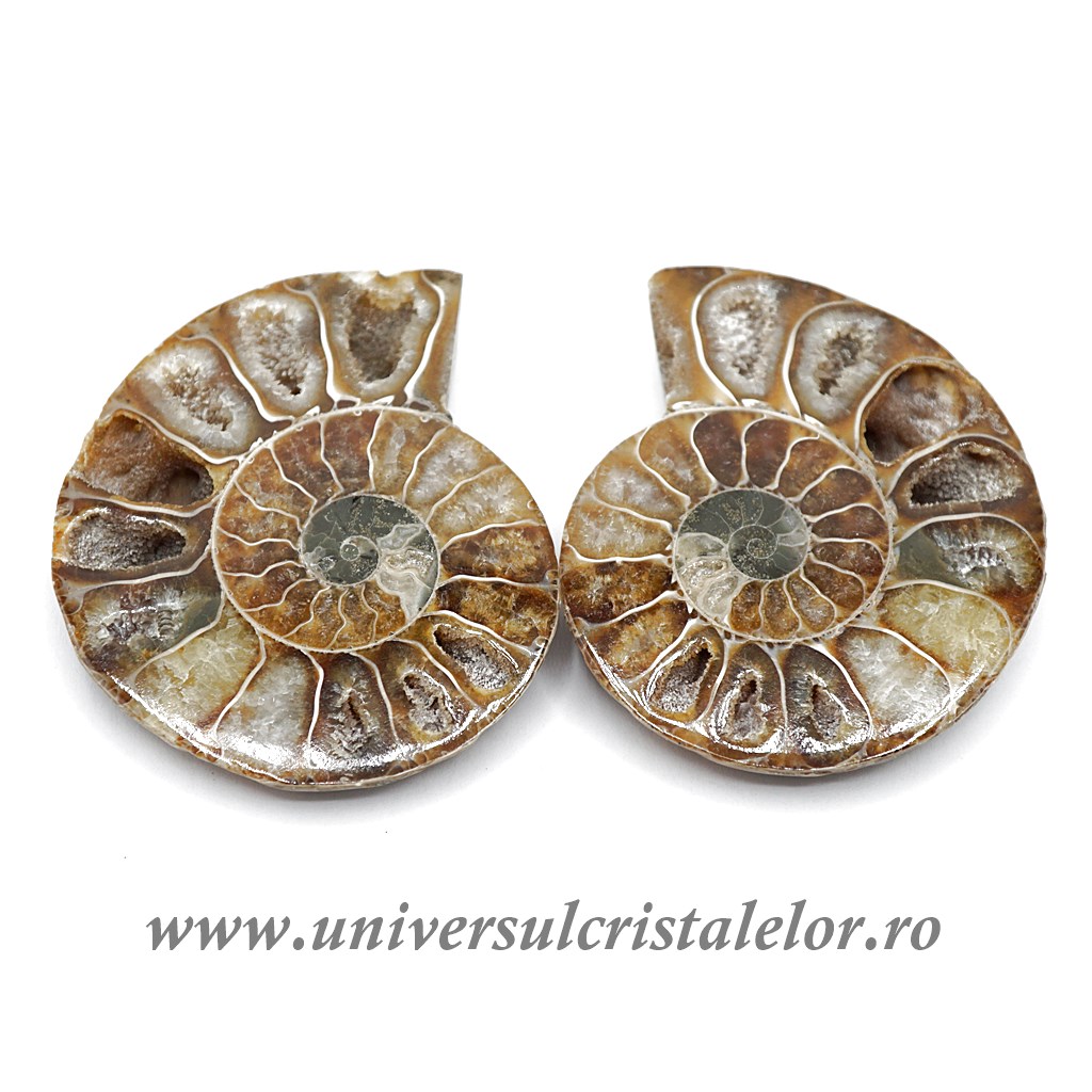 Artwork Amoniti cleoniceras pereche