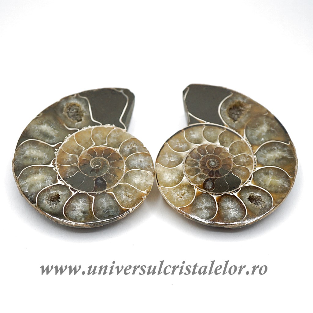 Artwork Amoniti cleoniceras pereche