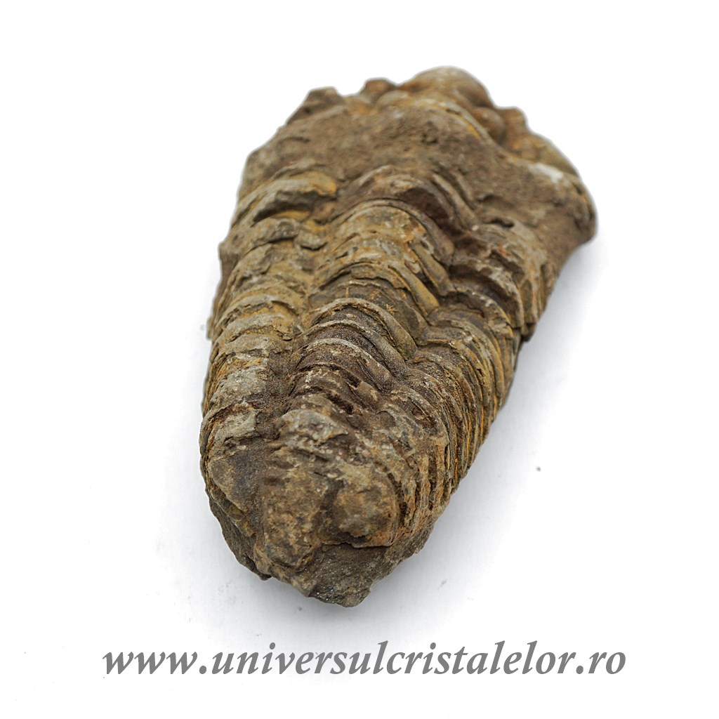 Live Animals Trilobit