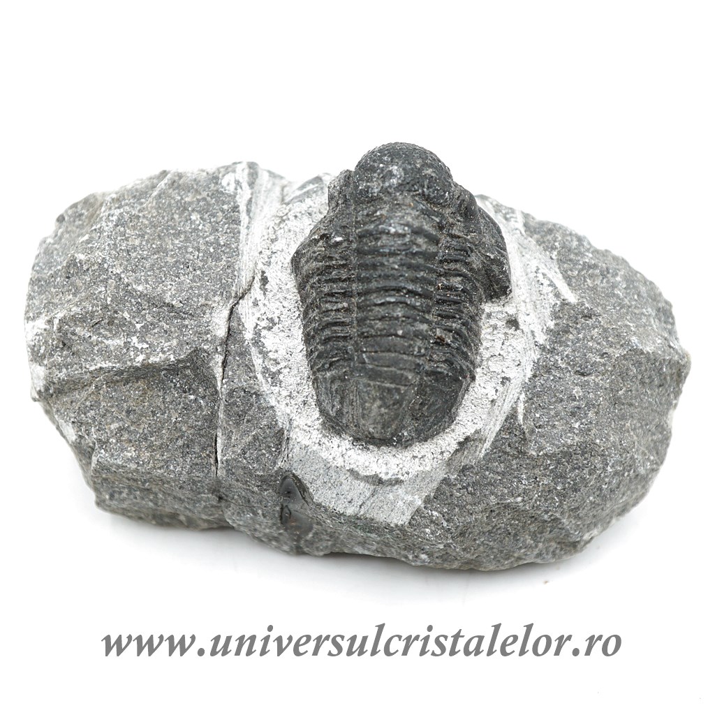 multi function hose nozzle Trilobit