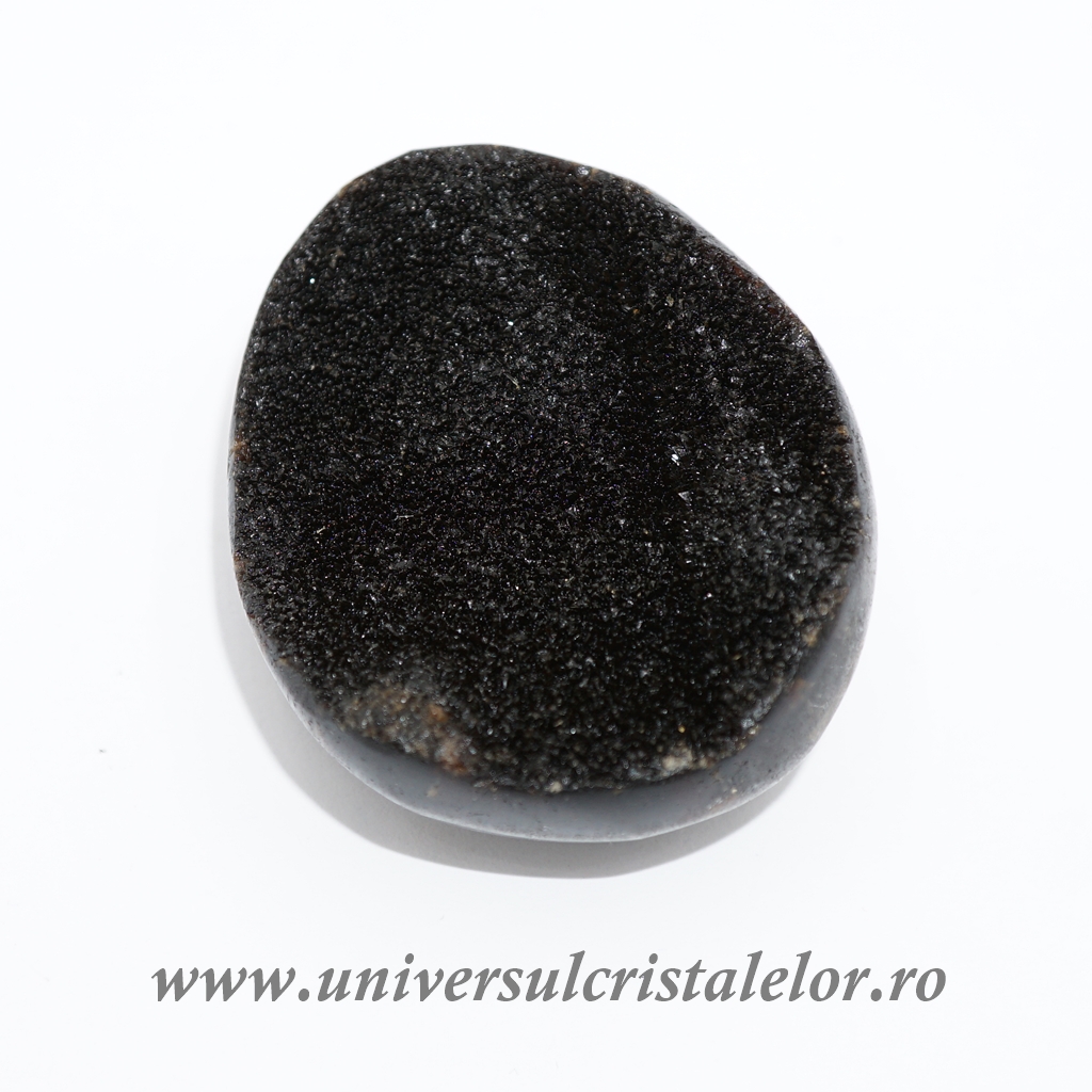 Collectibles Septaria polisata