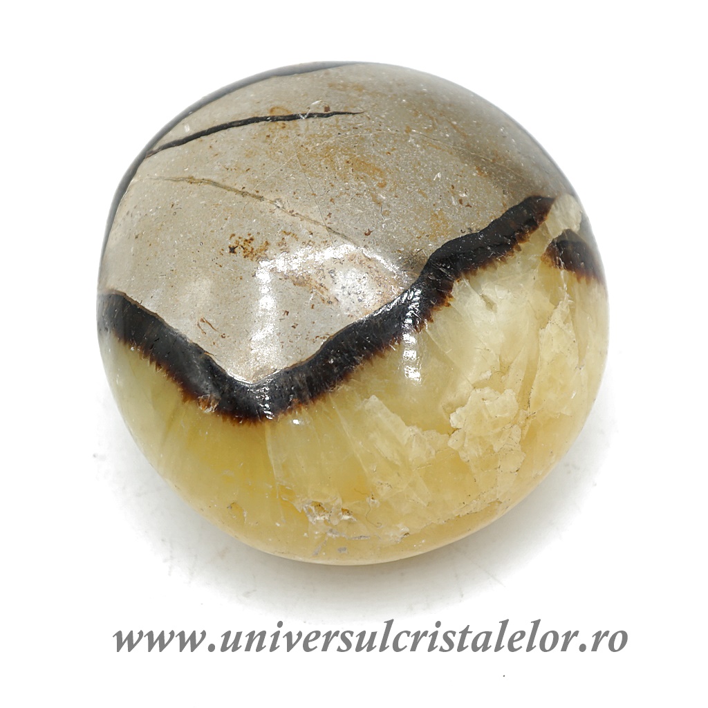 Septaria Septaria polisata