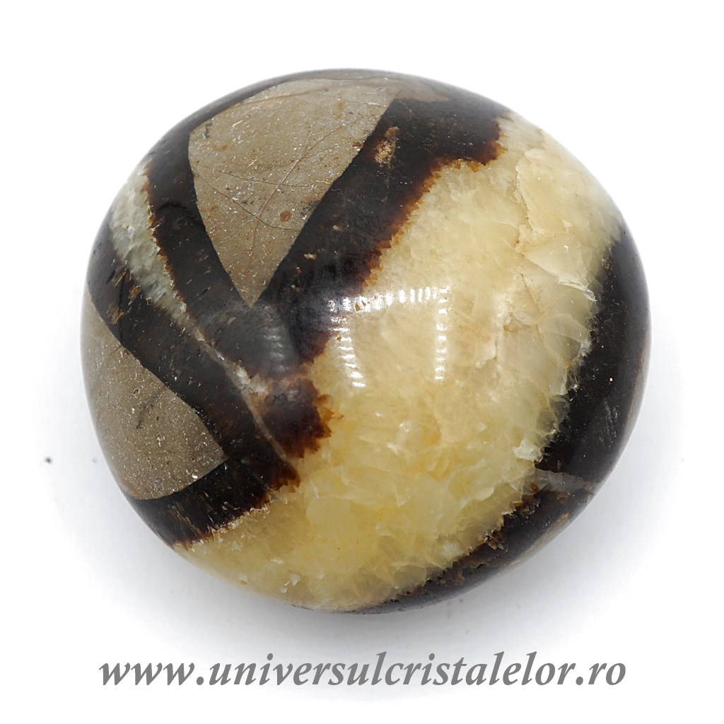 Collectibles Septaria polisata