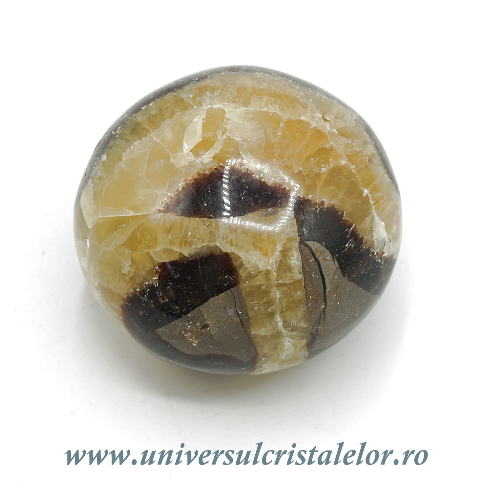 Septaria Septaria polisata